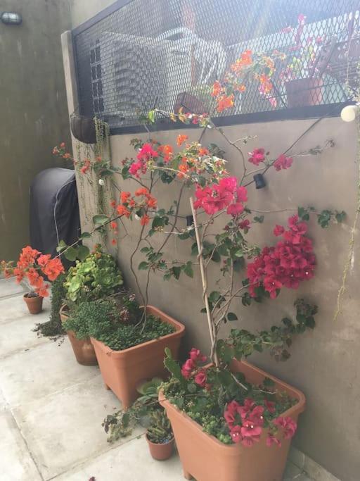 Apartamento Con Terraza Y Plantas * Buenos Aires