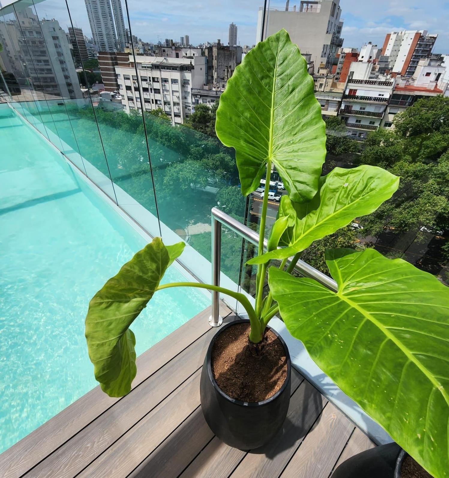 Cartamo Amazing Apartamento *