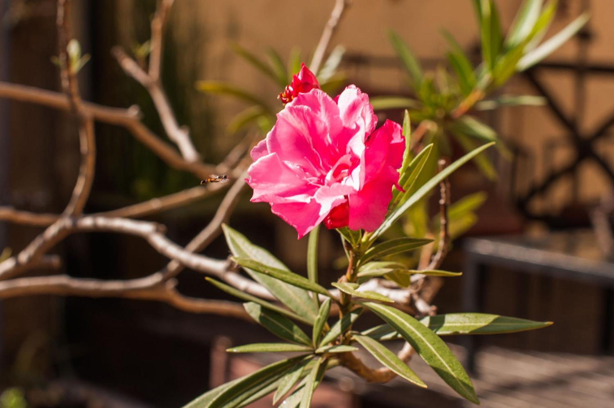Apassionata Tango Hotel 3*