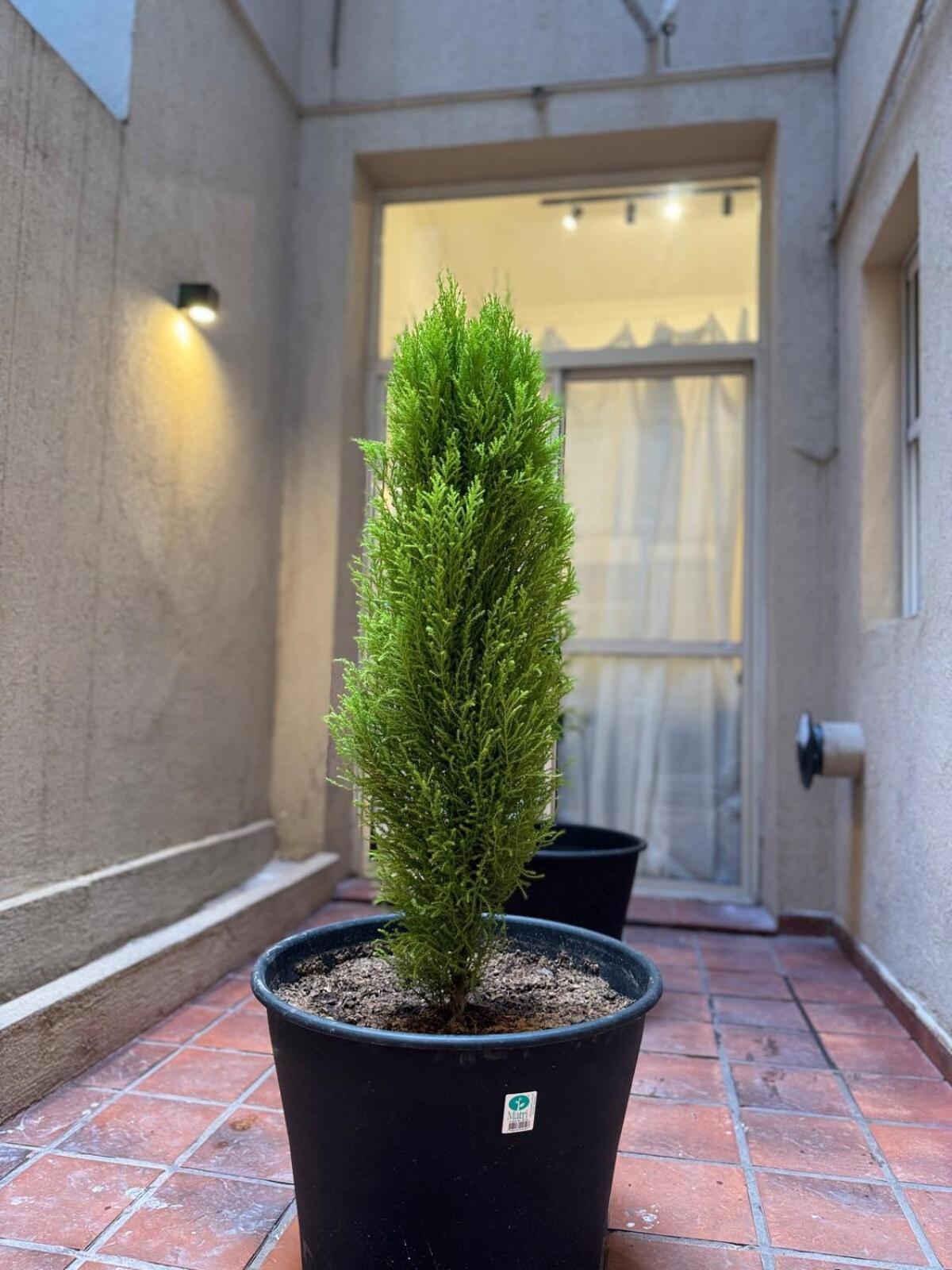 Beautiful And Comfortable Dpto In The Heart Of Palermo Apartment