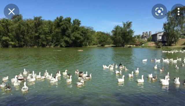 Ayres De Palermo , Botanico! Apartment *