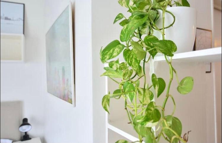Apartment Luxury Canitas Hermoso Monoambiente