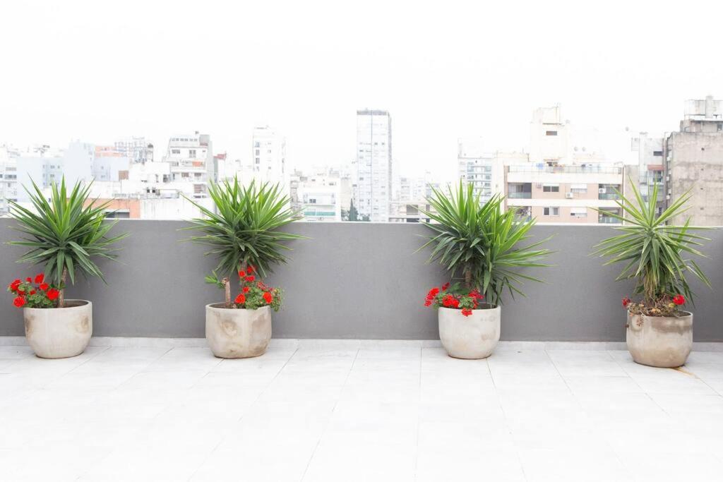 Ficus Trendy