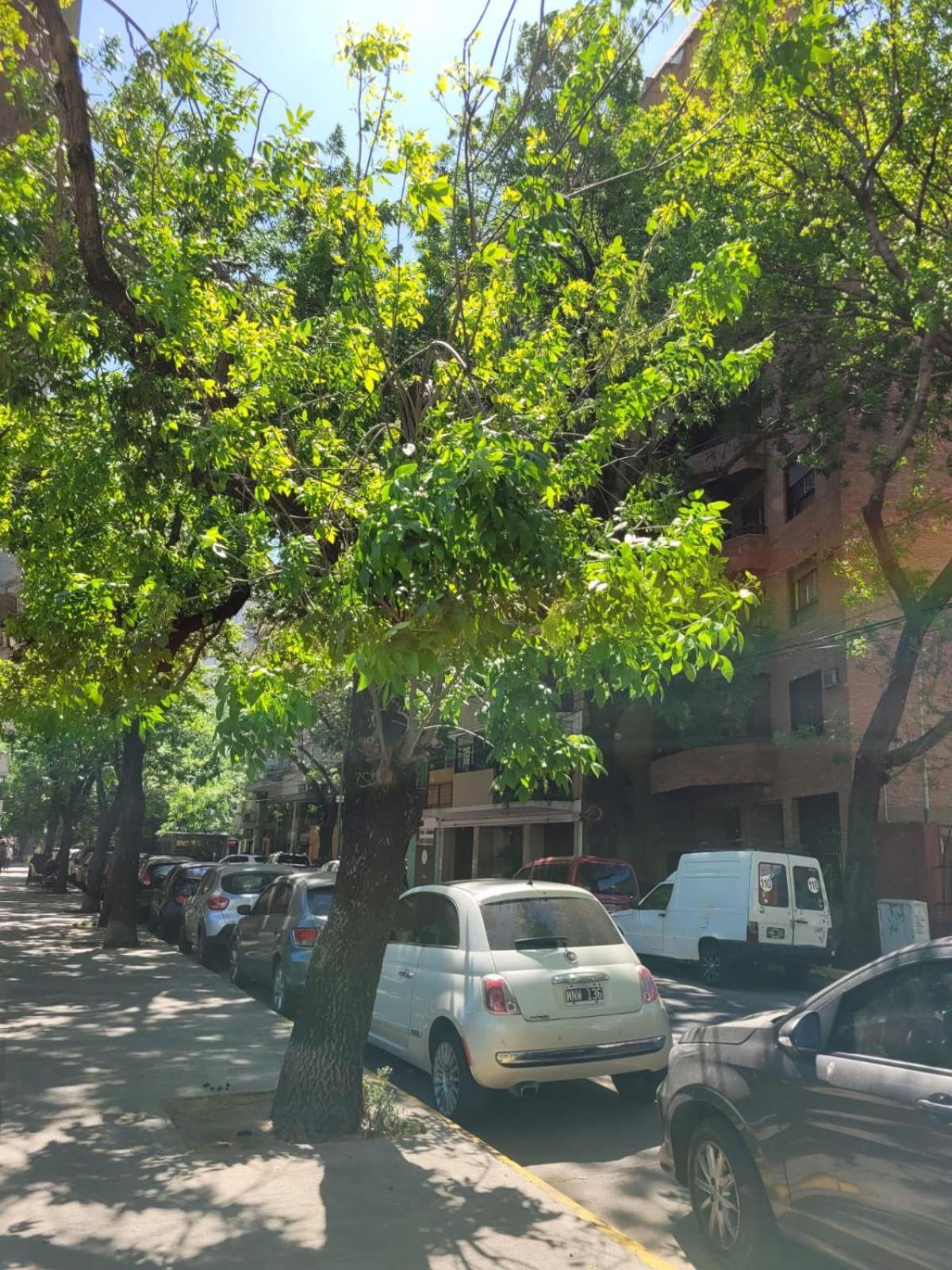 Canitas Departamento Hasta 3p Buenos Aires