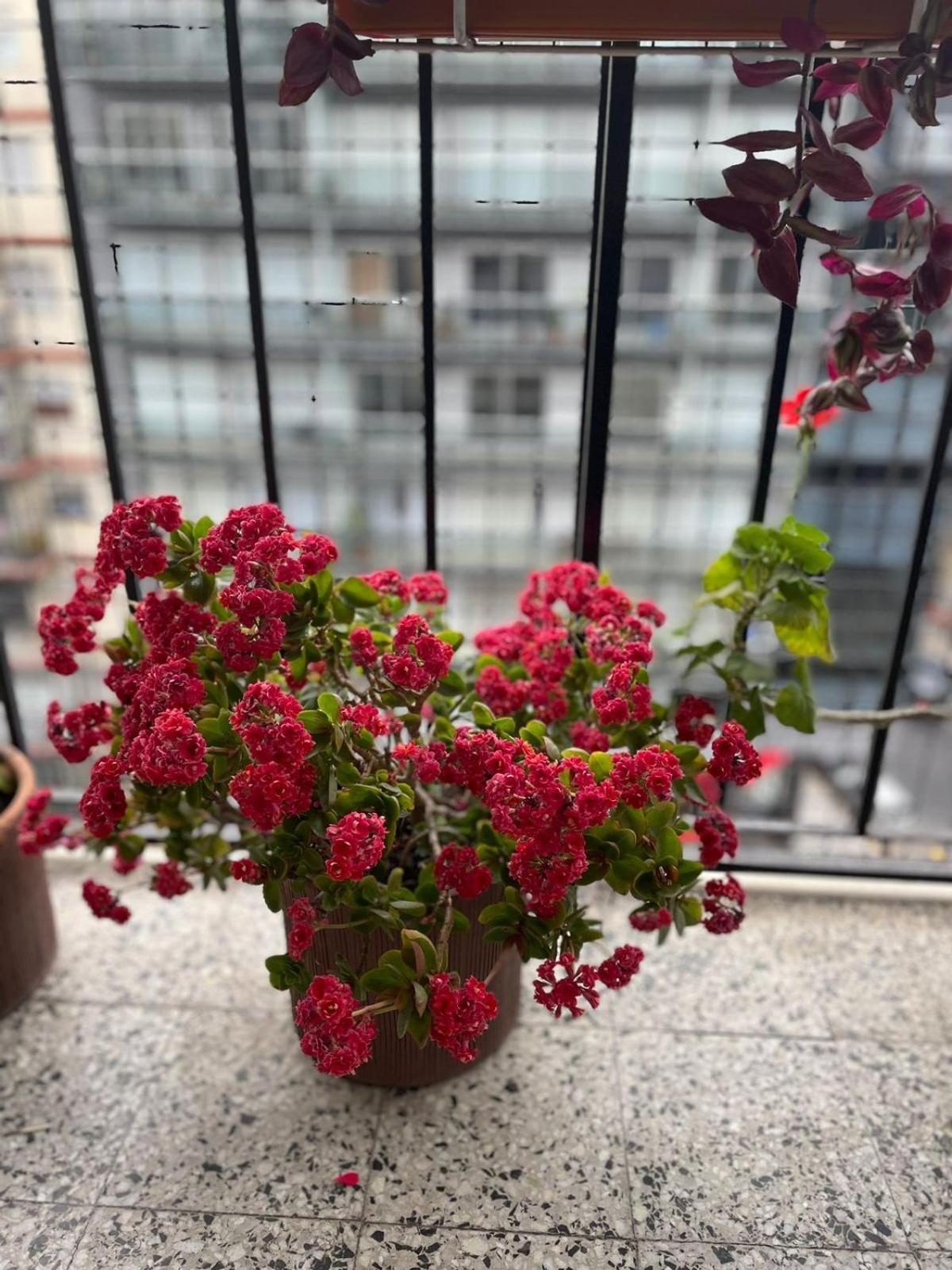 Hermoso Depto. En Pleno Palermo Soho Buenos Aires