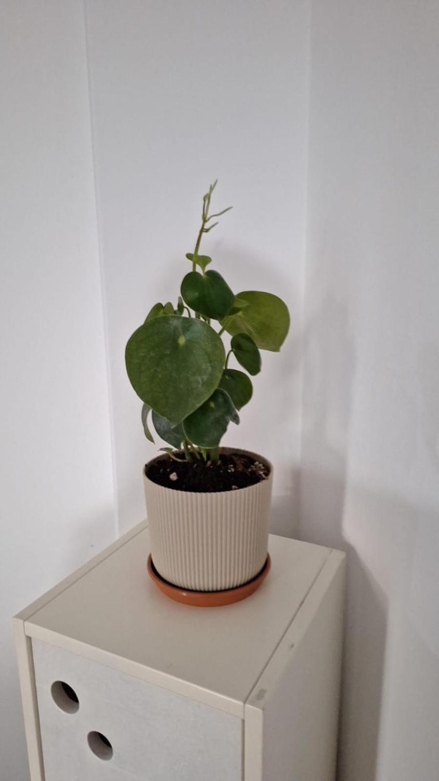 Lindo Y Confortable Departamento Con Perfecta Ubicacion Apartamento *