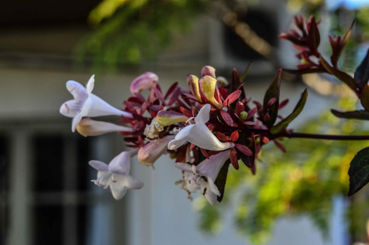 Bed & Breakfast Deptos En San Telmo Kohli House