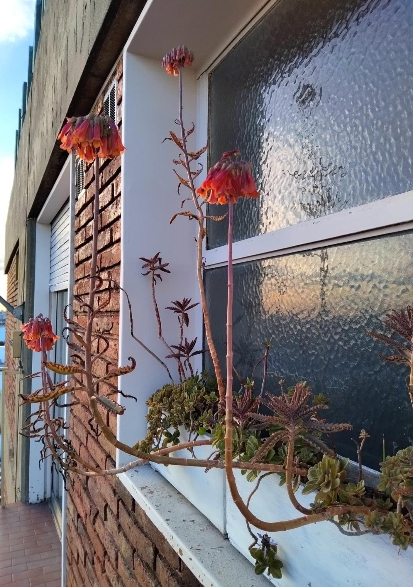 Floresta, Comodo Departamento En Caba * Buenos Aires