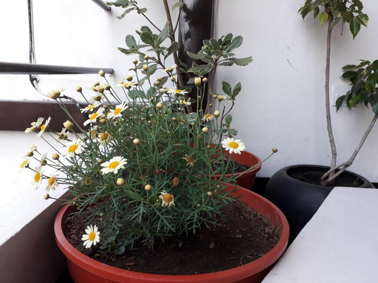 Apartment Devoto Duplex